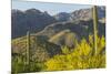 Arizona, Coronado NF. Saguaro Cactus and Blooming Palo Verde Trees-Cathy & Gordon Illg-Mounted Photographic Print