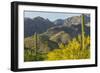 Arizona, Coronado NF. Saguaro Cactus and Blooming Palo Verde Trees-Cathy & Gordon Illg-Framed Photographic Print