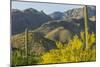 Arizona, Coronado NF. Saguaro Cactus and Blooming Palo Verde Trees-Cathy & Gordon Illg-Mounted Photographic Print