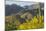 Arizona, Coronado NF. Saguaro Cactus and Blooming Palo Verde Trees-Cathy & Gordon Illg-Mounted Photographic Print