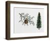 Arizona Cypress (Cupressus Arizonica), Cupressaceae, Tree, Leaves and Fruit-null-Framed Giclee Print