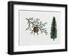 Arizona Cypress (Cupressus Arizonica), Cupressaceae, Tree, Leaves and Fruit-null-Framed Giclee Print