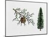 Arizona Cypress (Cupressus Arizonica), Cupressaceae, Tree, Leaves and Fruit-null-Mounted Giclee Print