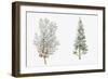 Arizona Cypress (Cupressus Arizonica) Plant, Foliage and Berries-null-Framed Giclee Print