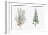 Arizona Cypress (Cupressus Arizonica) Plant, Foliage and Berries-null-Framed Giclee Print