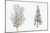 Arizona Cypress (Cupressus Arizonica) Plant, Foliage and Berries-null-Mounted Giclee Print