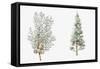 Arizona Cypress (Cupressus Arizonica) Plant, Foliage and Berries-null-Framed Stretched Canvas
