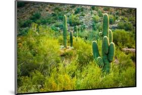 Arizona Desert Cactuses-duallogic-Mounted Photographic Print