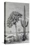 Arizona Desert Landscape with Cactus and Yucca Plants, USA, 19th Century-null-Stretched Canvas