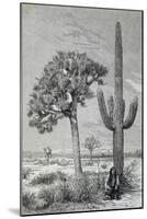 Arizona Desert Landscape with Cactus and Yucca Plants, USA, 19th Century-null-Mounted Giclee Print