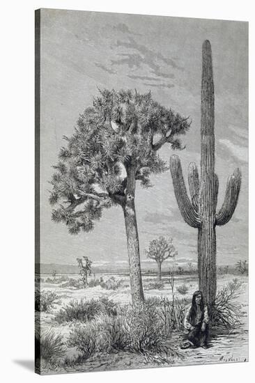 Arizona Desert Landscape with Cactus and Yucca Plants, USA, 19th Century-null-Stretched Canvas