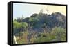 Arizona Desert Plants,USA-Anna Miller-Framed Stretched Canvas