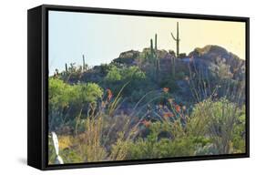 Arizona Desert Plants,USA-Anna Miller-Framed Stretched Canvas