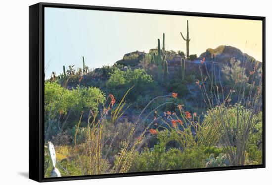 Arizona Desert Plants,USA-Anna Miller-Framed Stretched Canvas