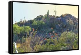 Arizona Desert Plants,USA-Anna Miller-Framed Stretched Canvas