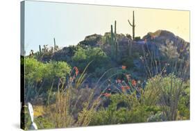 Arizona Desert Plants,USA-Anna Miller-Stretched Canvas