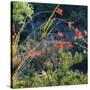 Arizona Desert Plants,USA-Anna Miller-Stretched Canvas