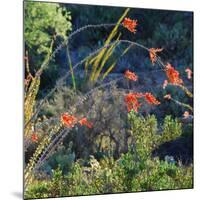 Arizona Desert Plants,USA-Anna Miller-Mounted Photographic Print