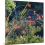 Arizona Desert Plants,USA-Anna Miller-Mounted Photographic Print