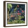 Arizona Desert Plants,USA-Anna Miller-Framed Photographic Print