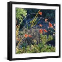 Arizona Desert Plants,USA-Anna Miller-Framed Photographic Print