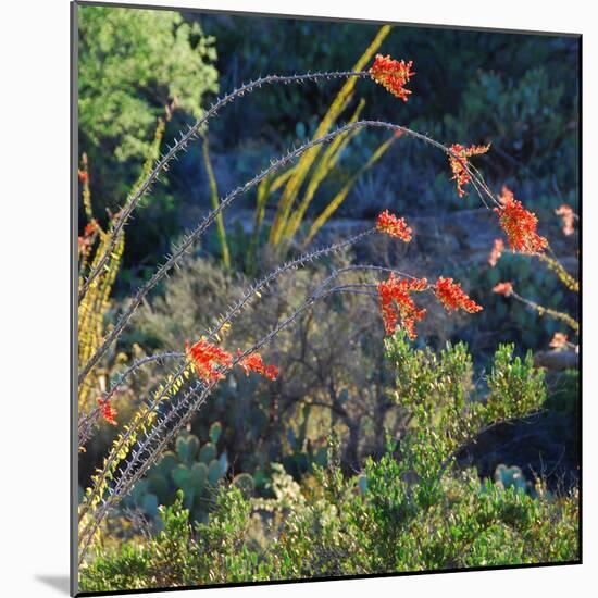 Arizona Desert Plants,USA-Anna Miller-Mounted Photographic Print