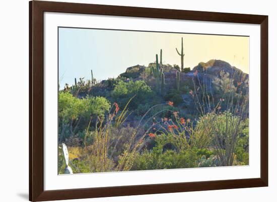 Arizona Desert Plants,USA-Anna Miller-Framed Photographic Print