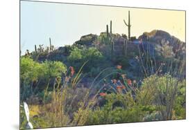 Arizona Desert Plants,USA-Anna Miller-Mounted Photographic Print