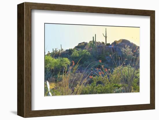 Arizona Desert Plants,USA-Anna Miller-Framed Photographic Print