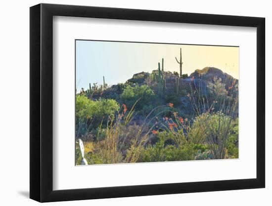 Arizona Desert Plants,USA-Anna Miller-Framed Photographic Print