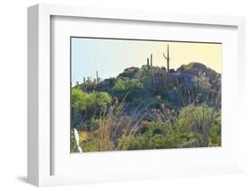 Arizona Desert Plants,USA-Anna Miller-Framed Photographic Print