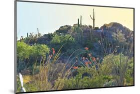 Arizona Desert Plants,USA-Anna Miller-Mounted Photographic Print