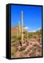 Arizona Desert-Jeni Foto-Framed Stretched Canvas