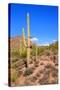 Arizona Desert-Jeni Foto-Stretched Canvas