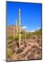 Arizona Desert-Jeni Foto-Mounted Photographic Print