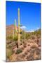 Arizona Desert-Jeni Foto-Mounted Photographic Print