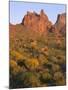 Arizona, Evening Light on Brittlebush-John Barger-Mounted Photographic Print