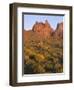 Arizona, Evening Light on Brittlebush-John Barger-Framed Photographic Print