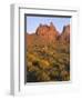 Arizona, Evening Light on Brittlebush-John Barger-Framed Photographic Print