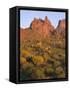 Arizona, Evening Light on Brittlebush-John Barger-Framed Stretched Canvas