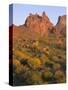 Arizona, Evening Light on Brittlebush-John Barger-Stretched Canvas