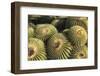 Arizona Golden Barrels-EuToch-Framed Photographic Print