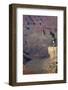 Arizona, Grand Canyon National Park, Grand Canyon and Tourists at Mather Point-David Wall-Framed Photographic Print