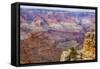 Arizona, Grand Canyon National Park, South Rim-Jamie & Judy Wild-Framed Stretched Canvas