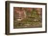 Arizona, Grand Canyon NP. Fresh-Water Spring Flows from Canyon Wall-Don Grall-Framed Photographic Print