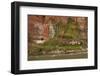 Arizona, Grand Canyon NP. Fresh-Water Spring Flows from Canyon Wall-Don Grall-Framed Photographic Print