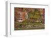 Arizona, Grand Canyon NP. Fresh-Water Spring Flows from Canyon Wall-Don Grall-Framed Photographic Print