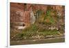 Arizona, Grand Canyon NP. Fresh-Water Spring Flows from Canyon Wall-Don Grall-Framed Photographic Print