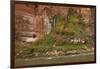 Arizona, Grand Canyon NP. Fresh-Water Spring Flows from Canyon Wall-Don Grall-Framed Photographic Print