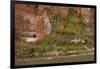 Arizona, Grand Canyon NP. Fresh-Water Spring Flows from Canyon Wall-Don Grall-Framed Photographic Print